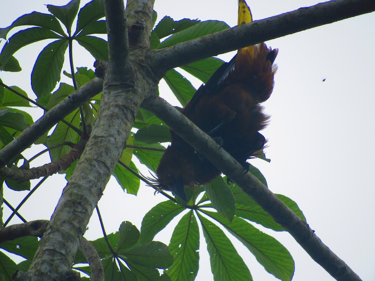 Russet-backed Oropendola - Paola Delgado Sanchez