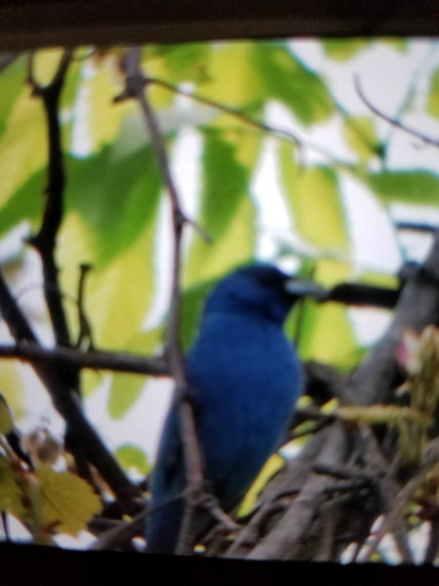 Indigo Bunting - ML156847171