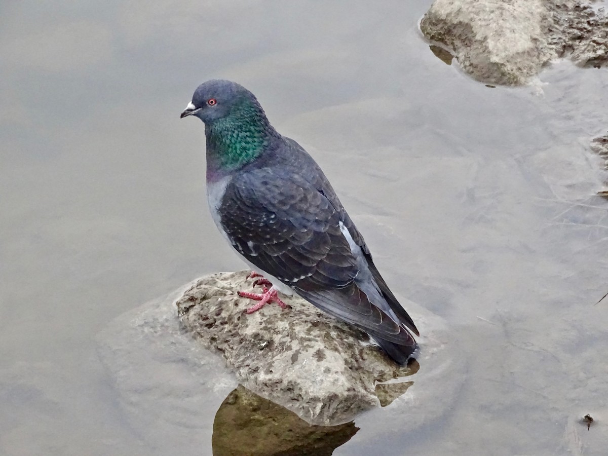 Rock Pigeon (Feral Pigeon) - Kevin Shackleton