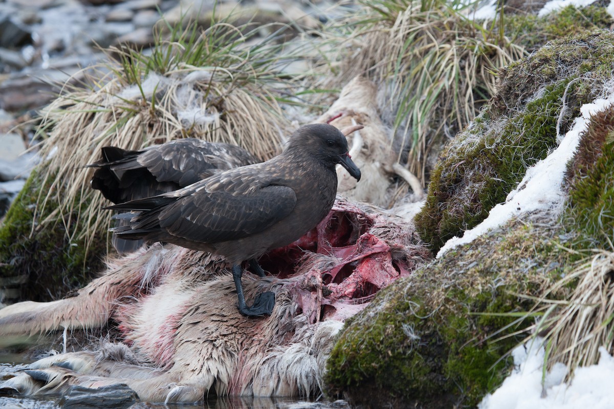 Brown Skua - ML156847971