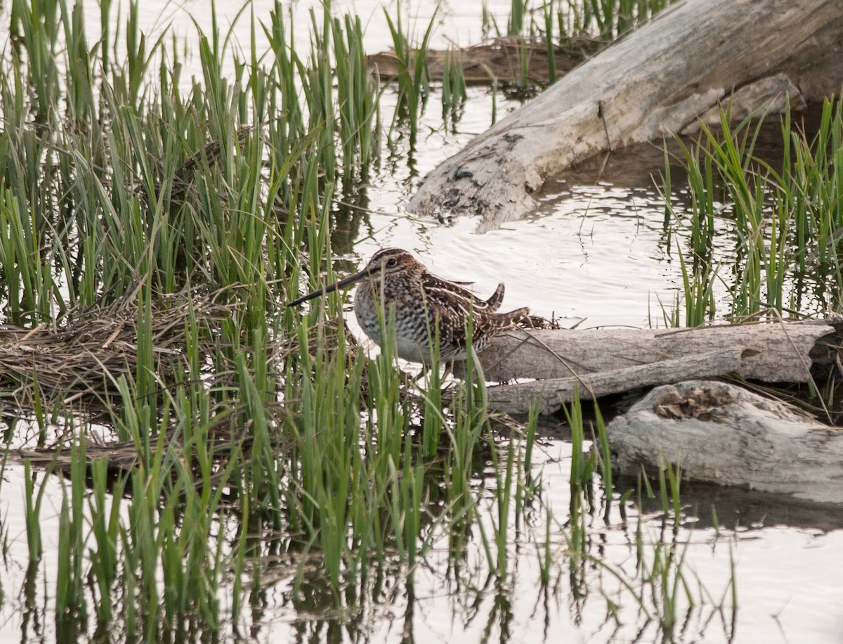 Wilson's Snipe - ML156848301