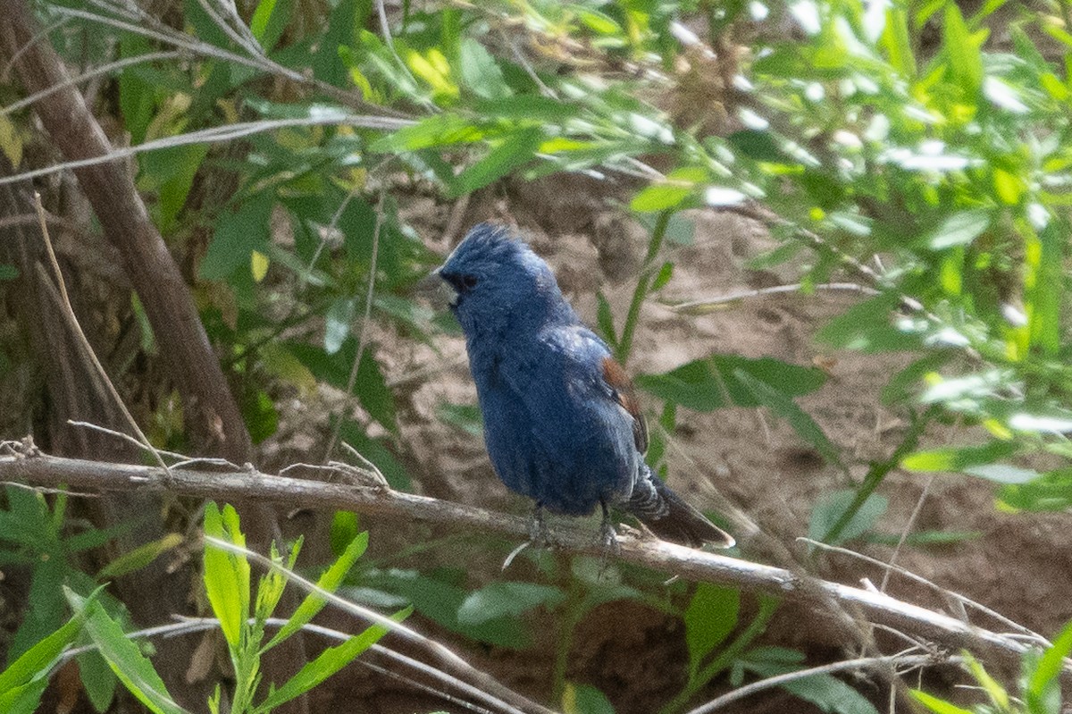 Blue Grosbeak - ML156848931