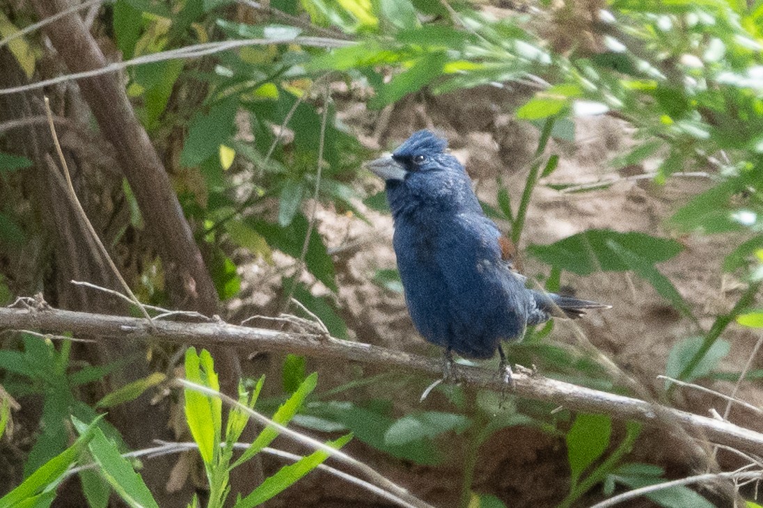 Blue Grosbeak - ML156848941