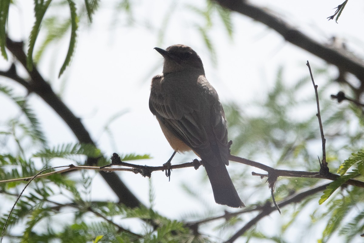 Say's Phoebe - ML156849421