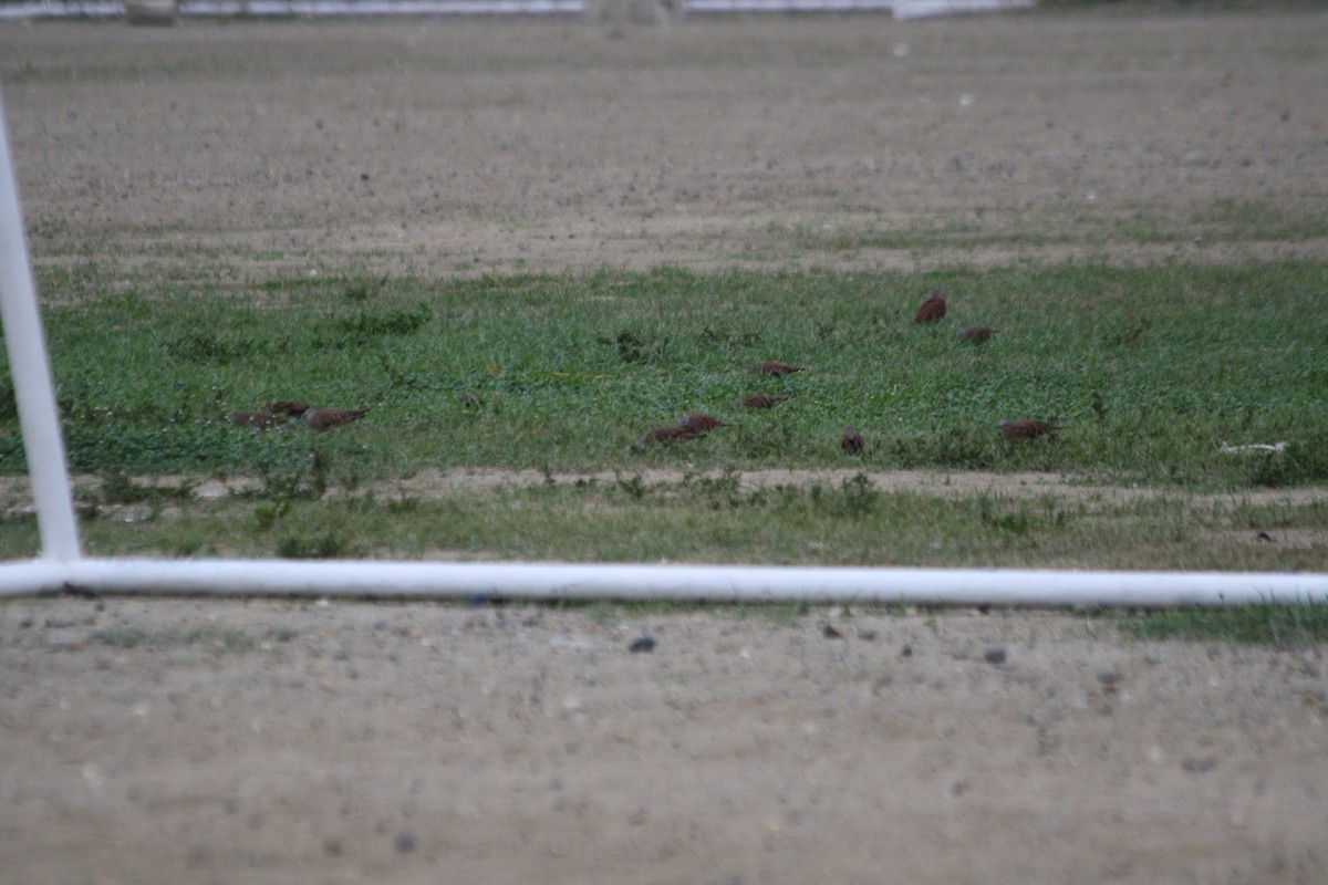 Ruddy Ground Dove - luis  escudero gaviria