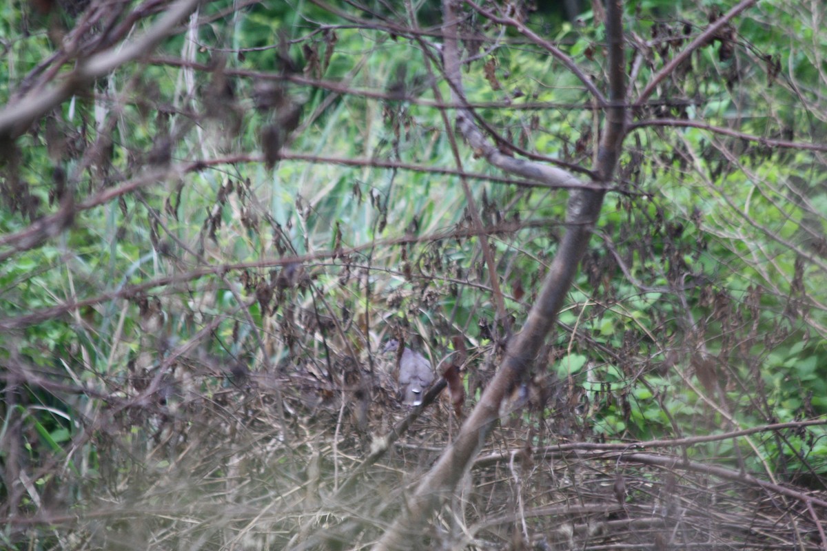 White-tipped Dove - ML156855271