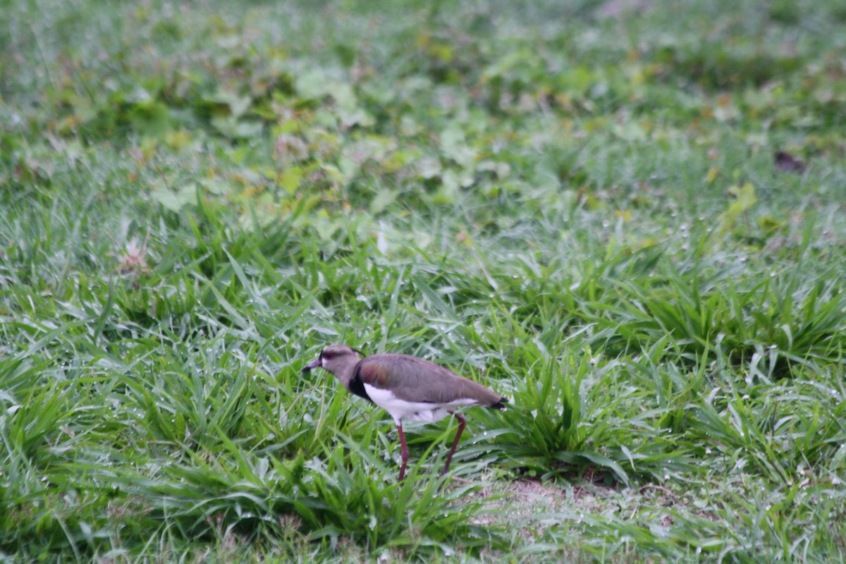 Southern Lapwing - ML156855911