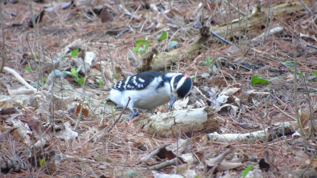 Hairy Woodpecker - ML156856021