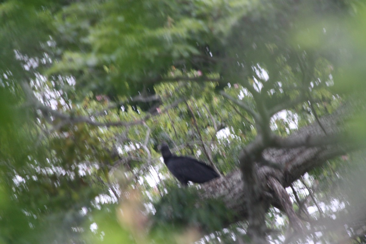 Black Vulture - ML156856761