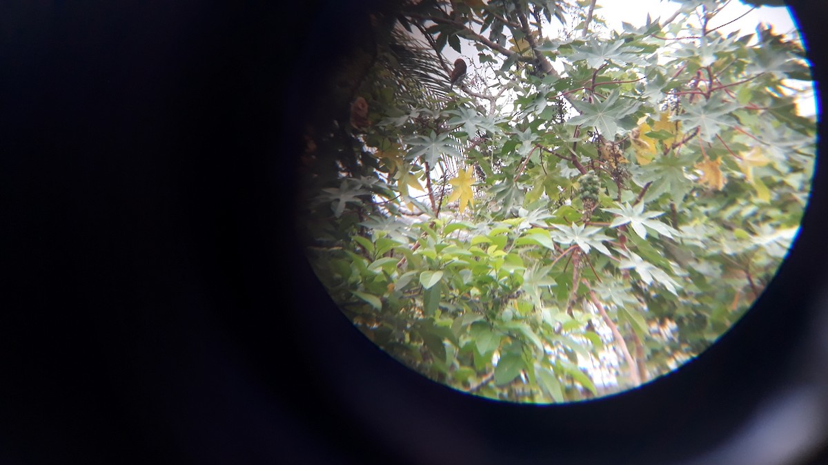 Ferruginous Pygmy-Owl - ML156857051