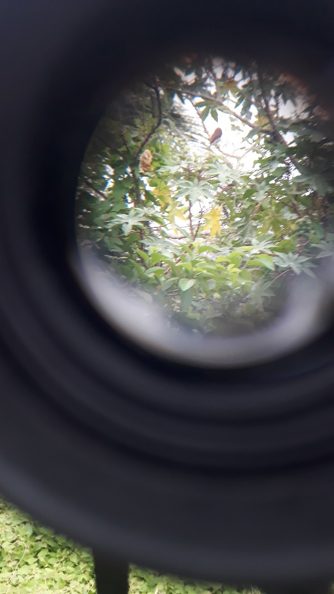 Ferruginous Pygmy-Owl - ML156857071