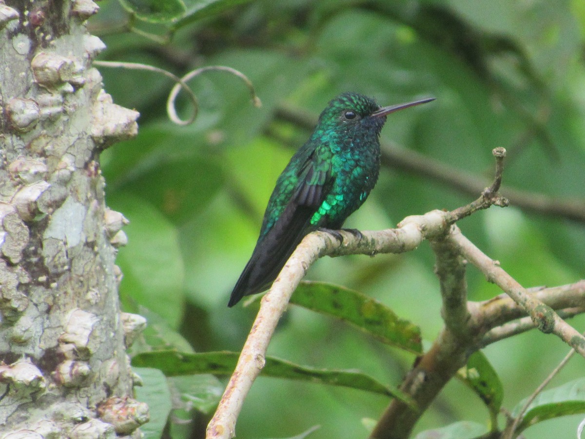 Blue-chinned Sapphire - ML156857461