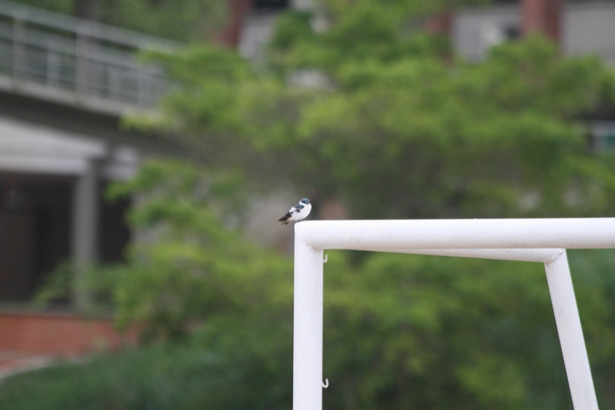 White-winged Swallow - ML156858631