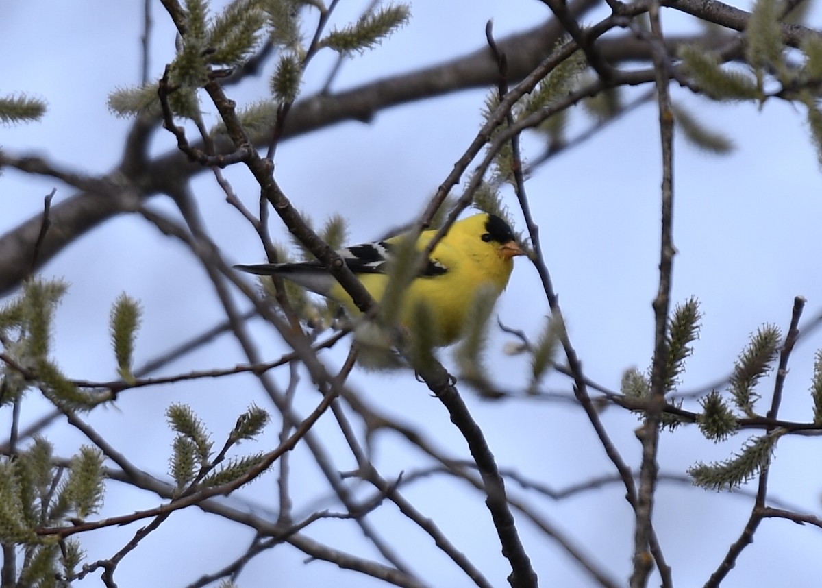 American Goldfinch - ML156859181