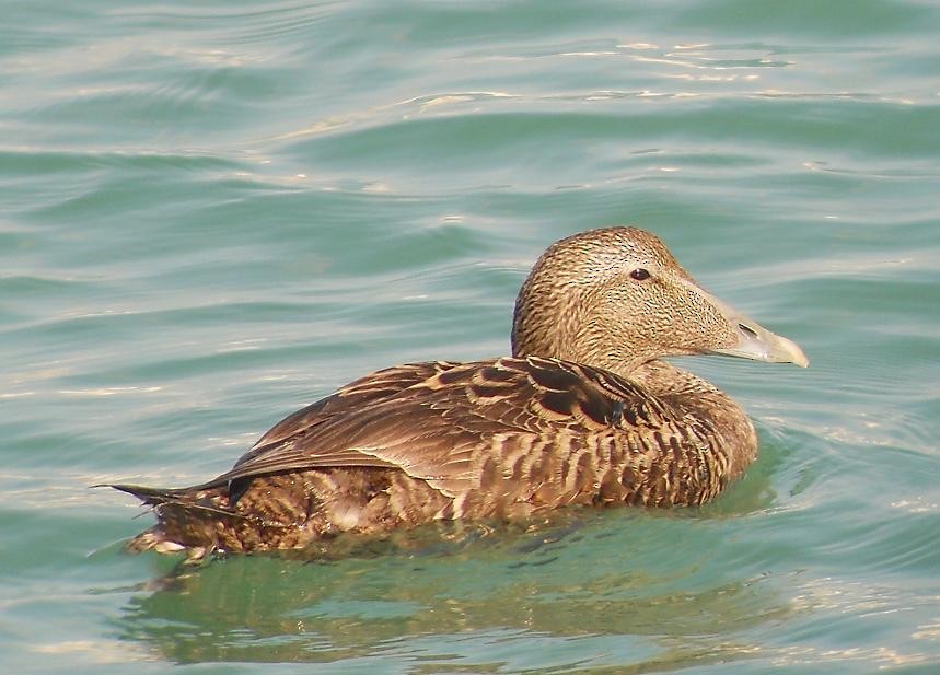 Common Eider - ML156859331