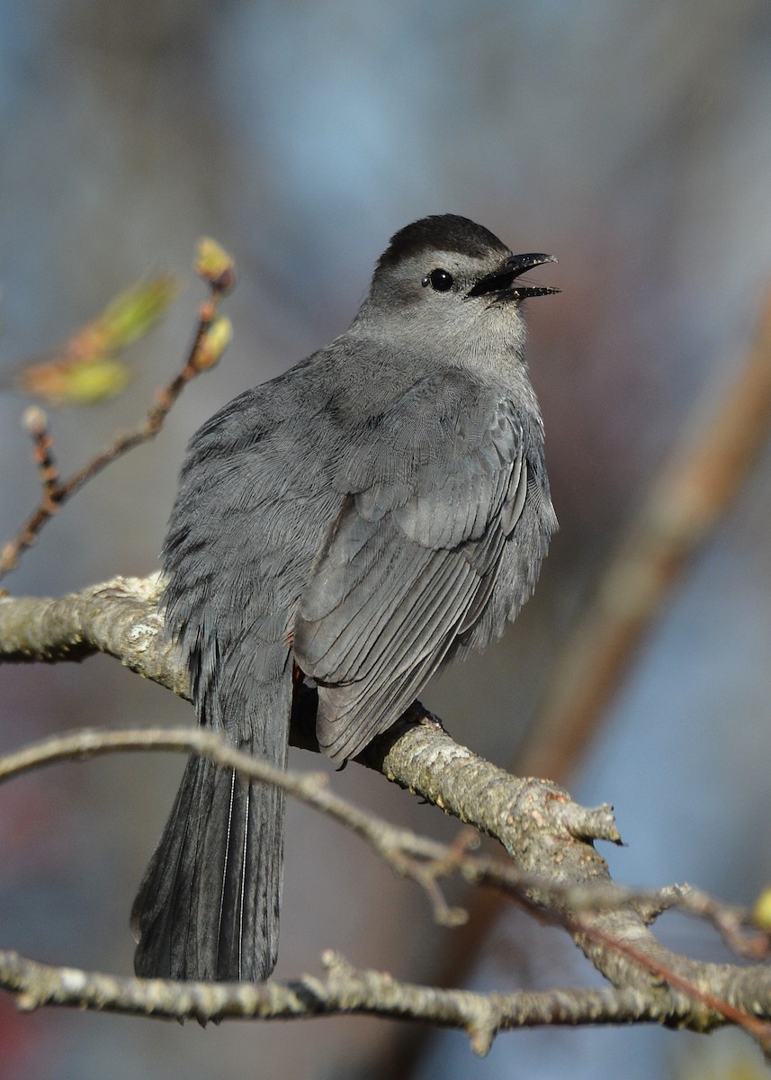 Gray Catbird - ML156859501