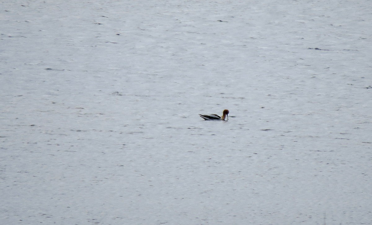 American Avocet - ML156859531