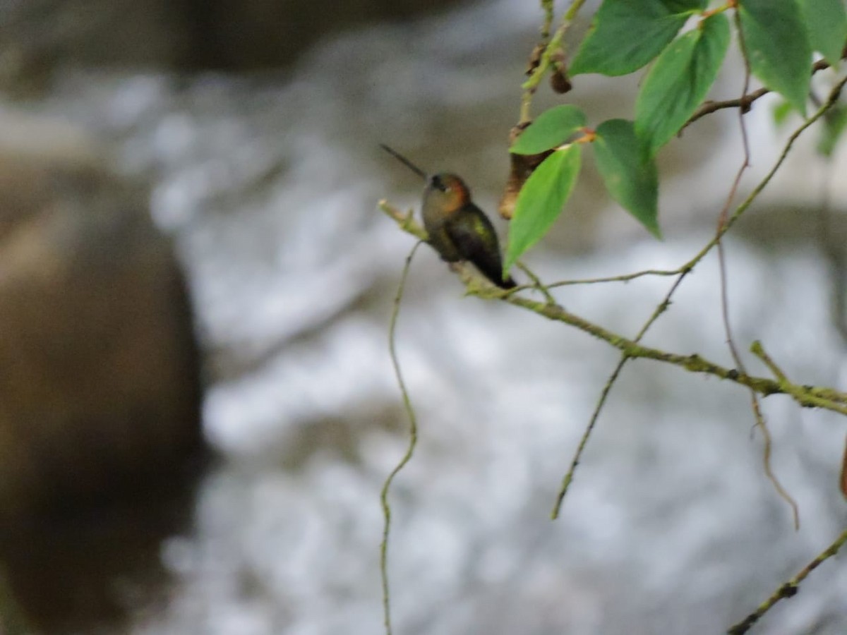 Green-fronted Lancebill - ML156859851