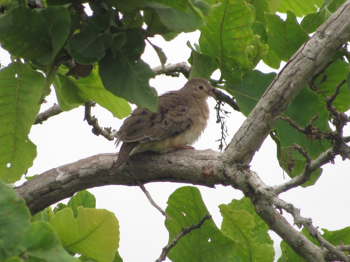 Plain-breasted Ground Dove - ML156861131