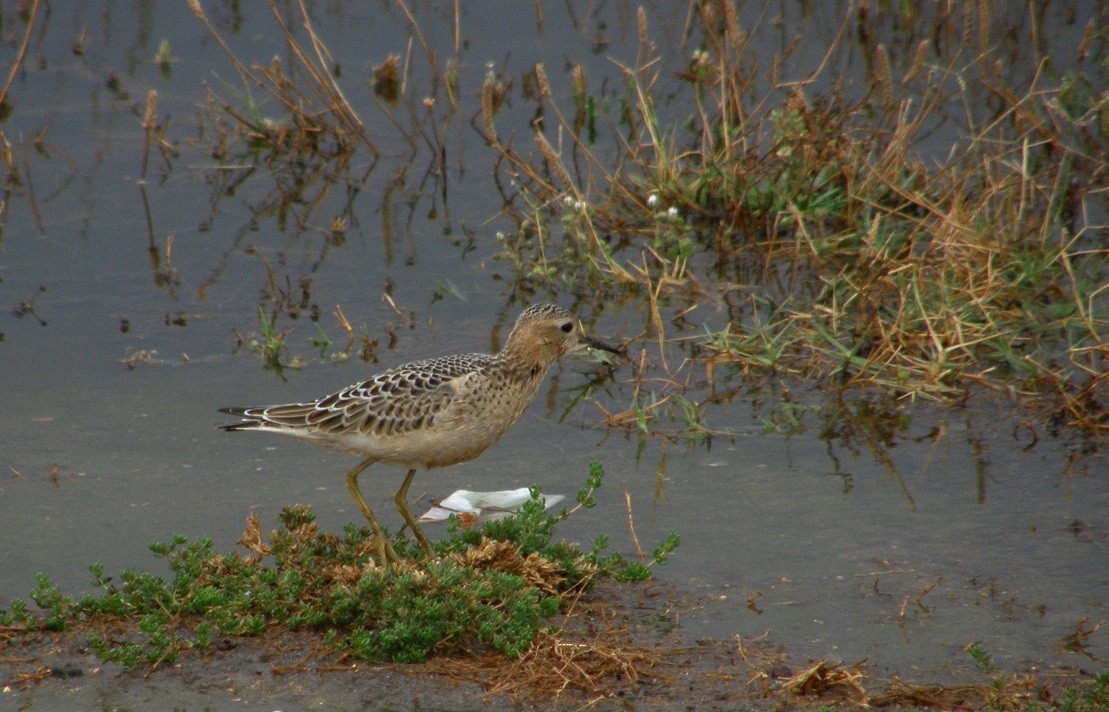 Buff-breasted Sandpiper - ML156861231