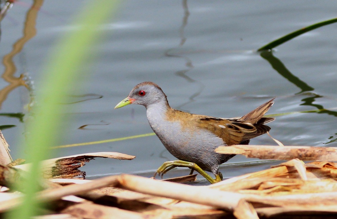 Little Crake - Nelson Fonseca