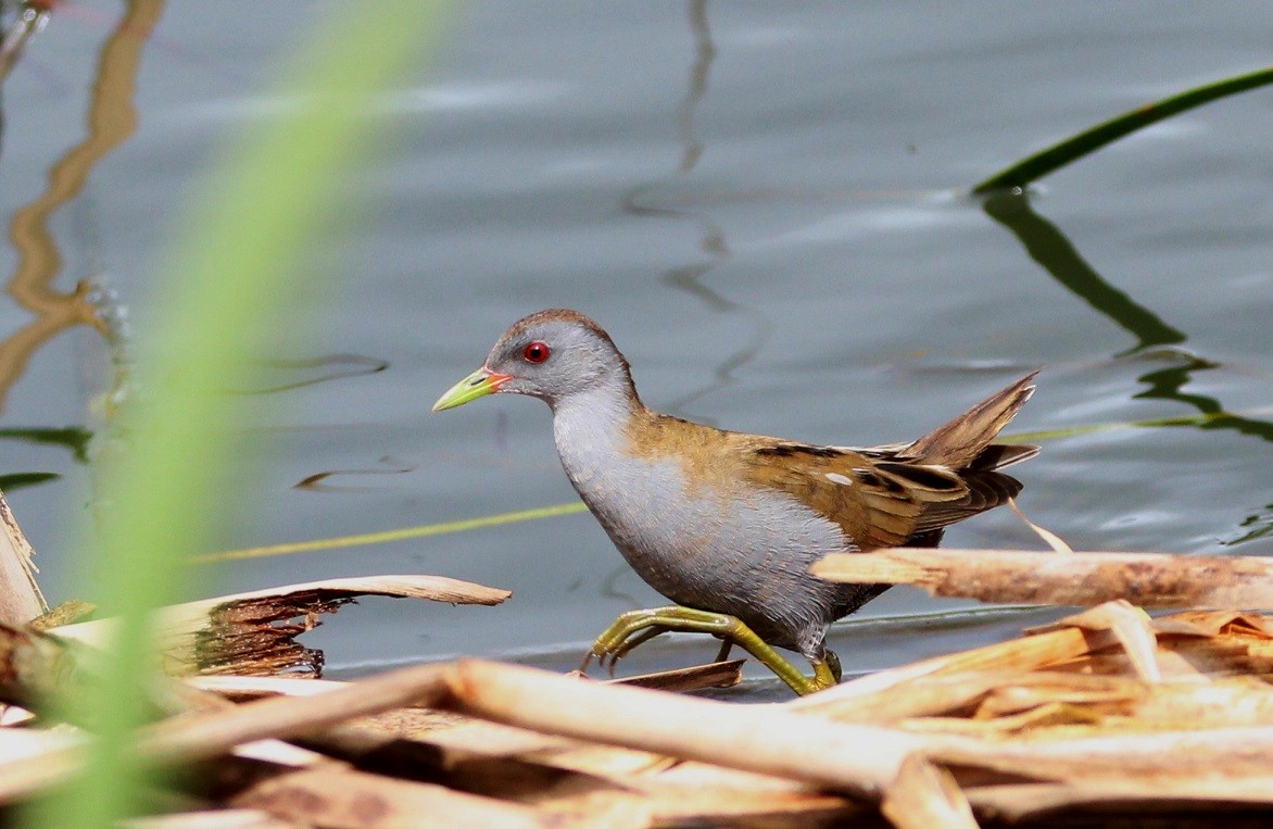 Little Crake - ML156861691