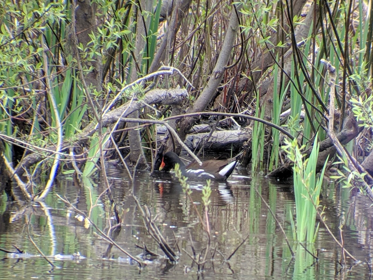 Gallinule d'Amérique - ML156863311