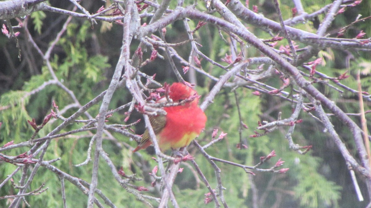 Summer Tanager - ML156863481