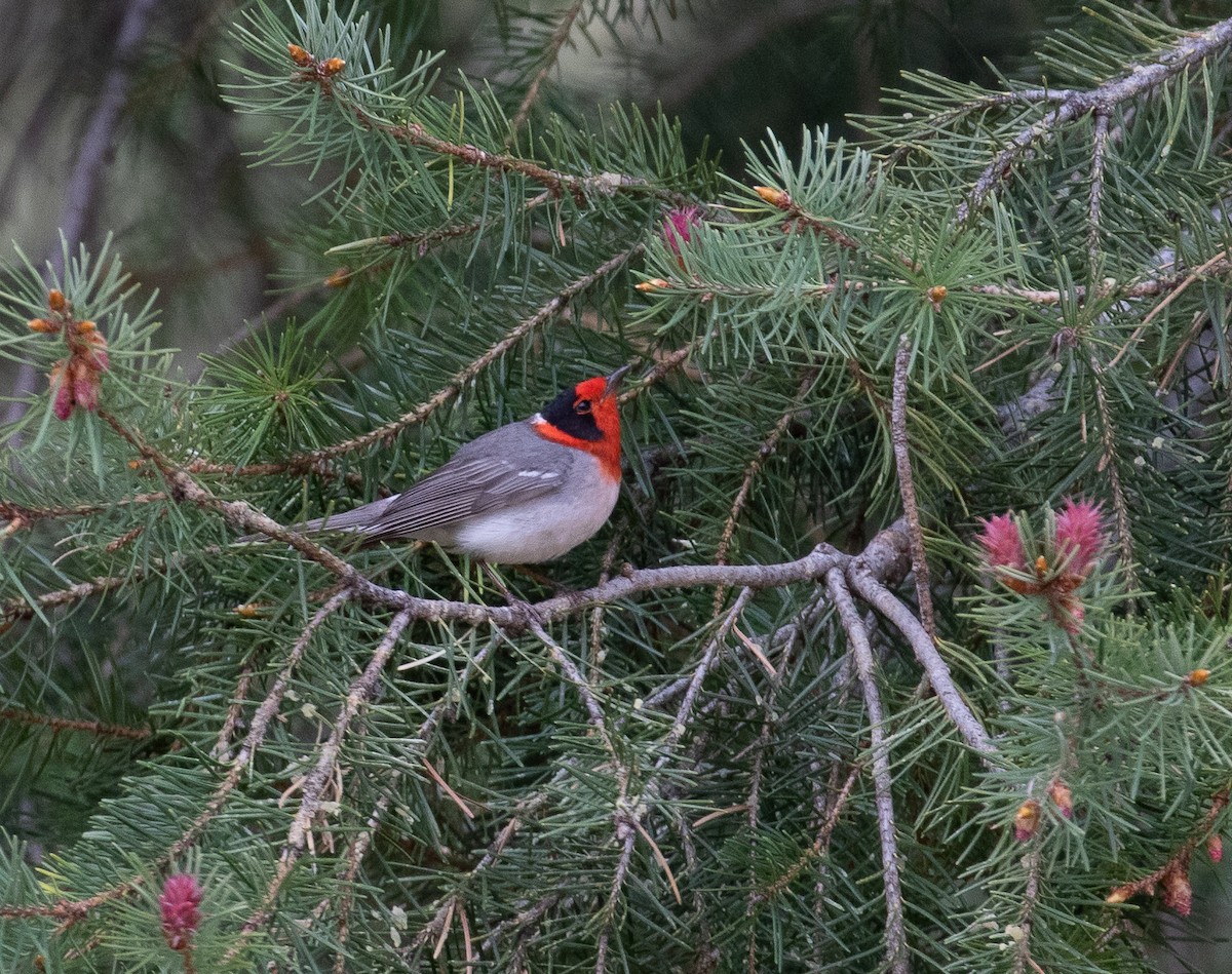 Red-faced Warbler - Marty Herde