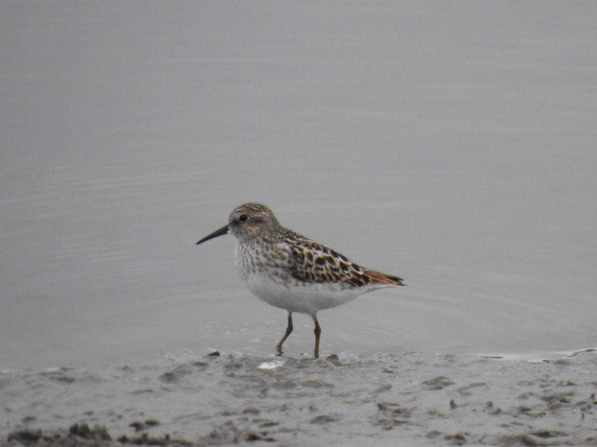 Least Sandpiper - ML156866141