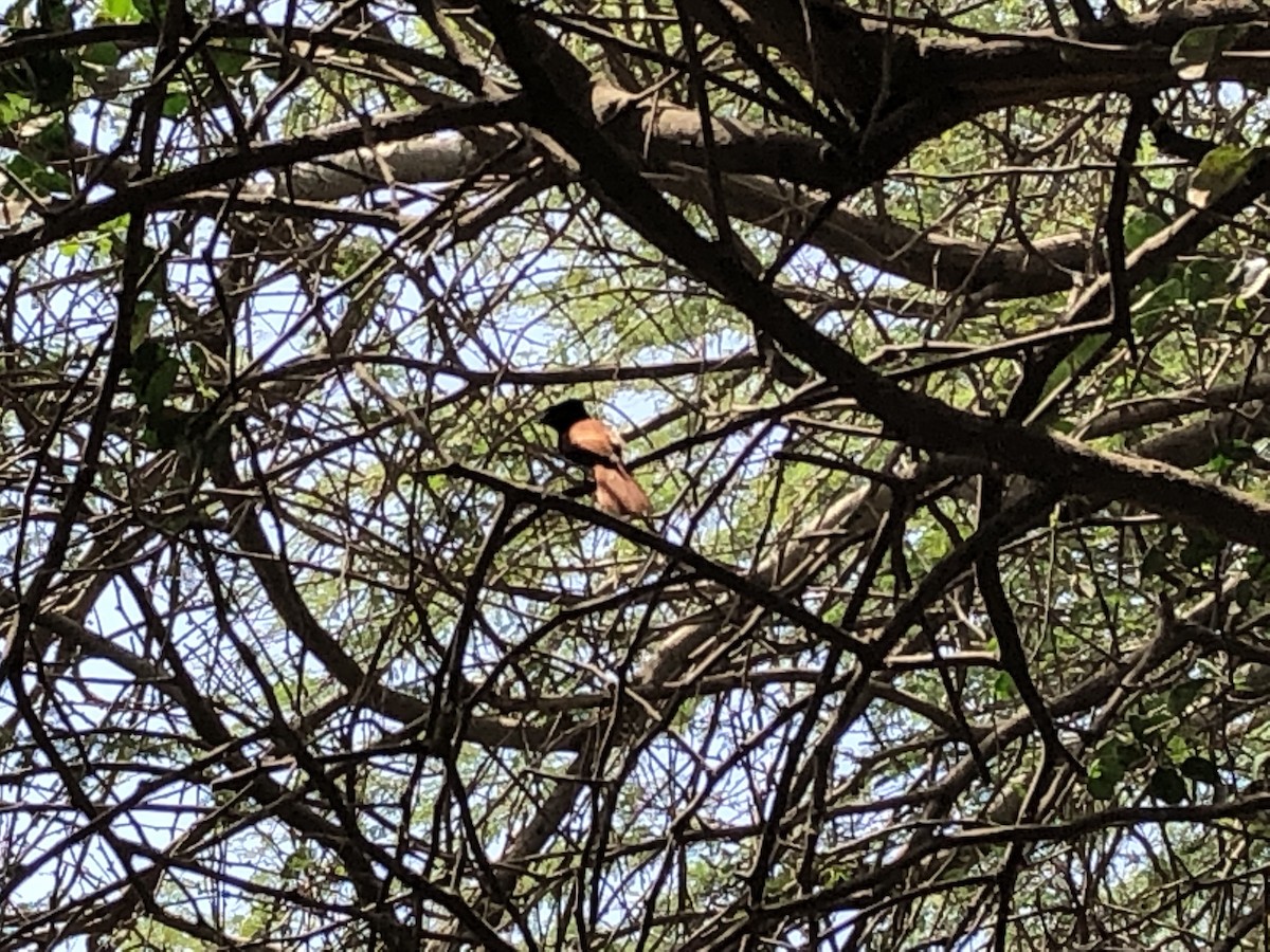 African Paradise-Flycatcher - ML156866441