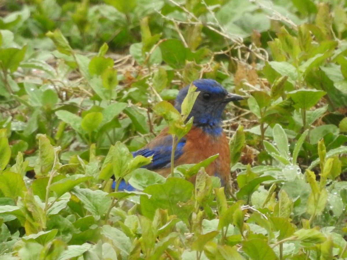 Western Bluebird - ML156867231
