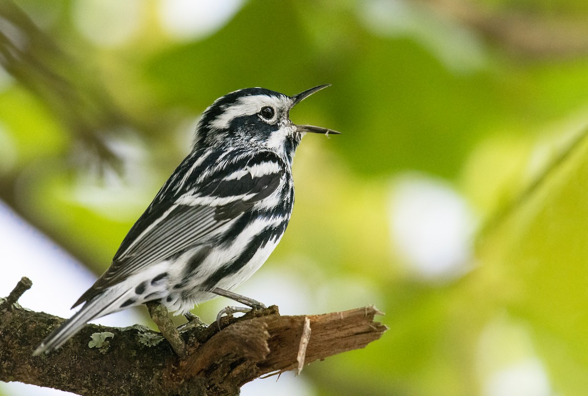 Black-and-white Warbler - Marky Mutchler