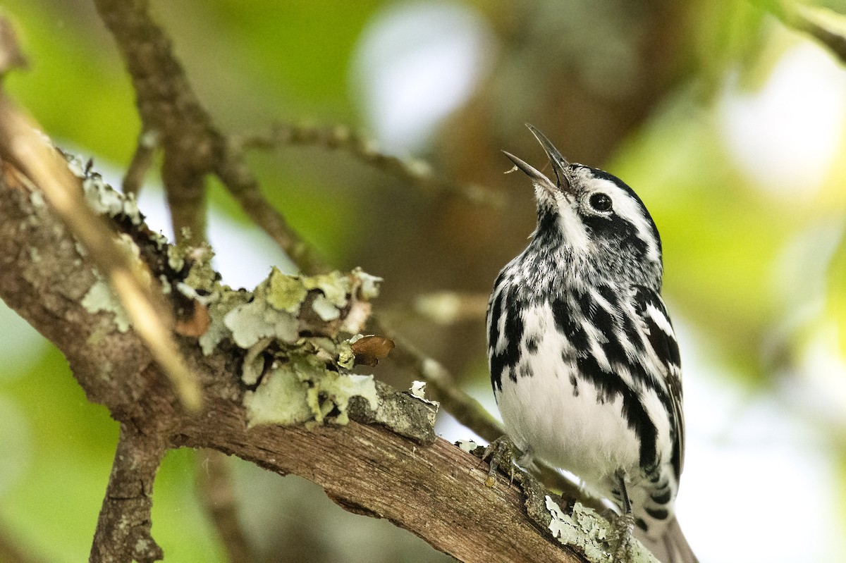 Black-and-white Warbler - ML156867741