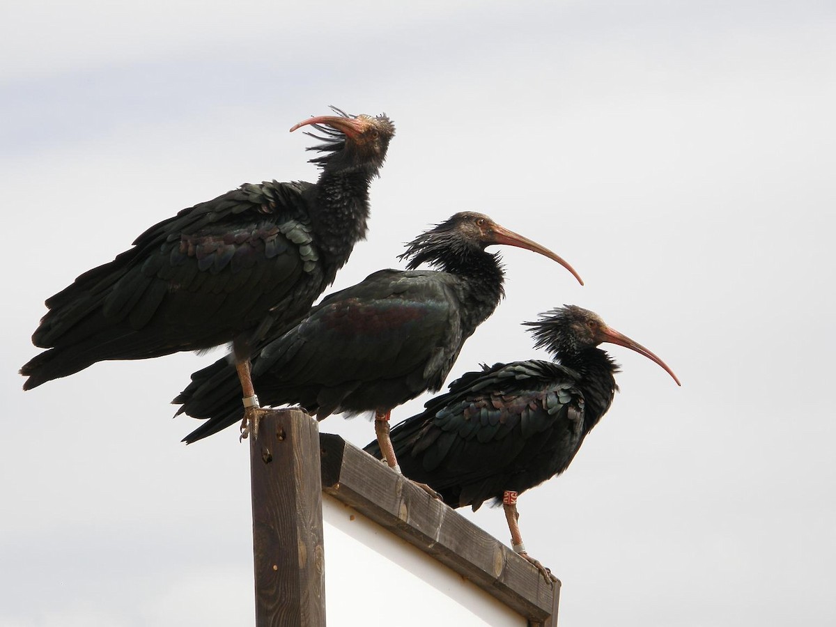 Northern Bald Ibis - ML156868361