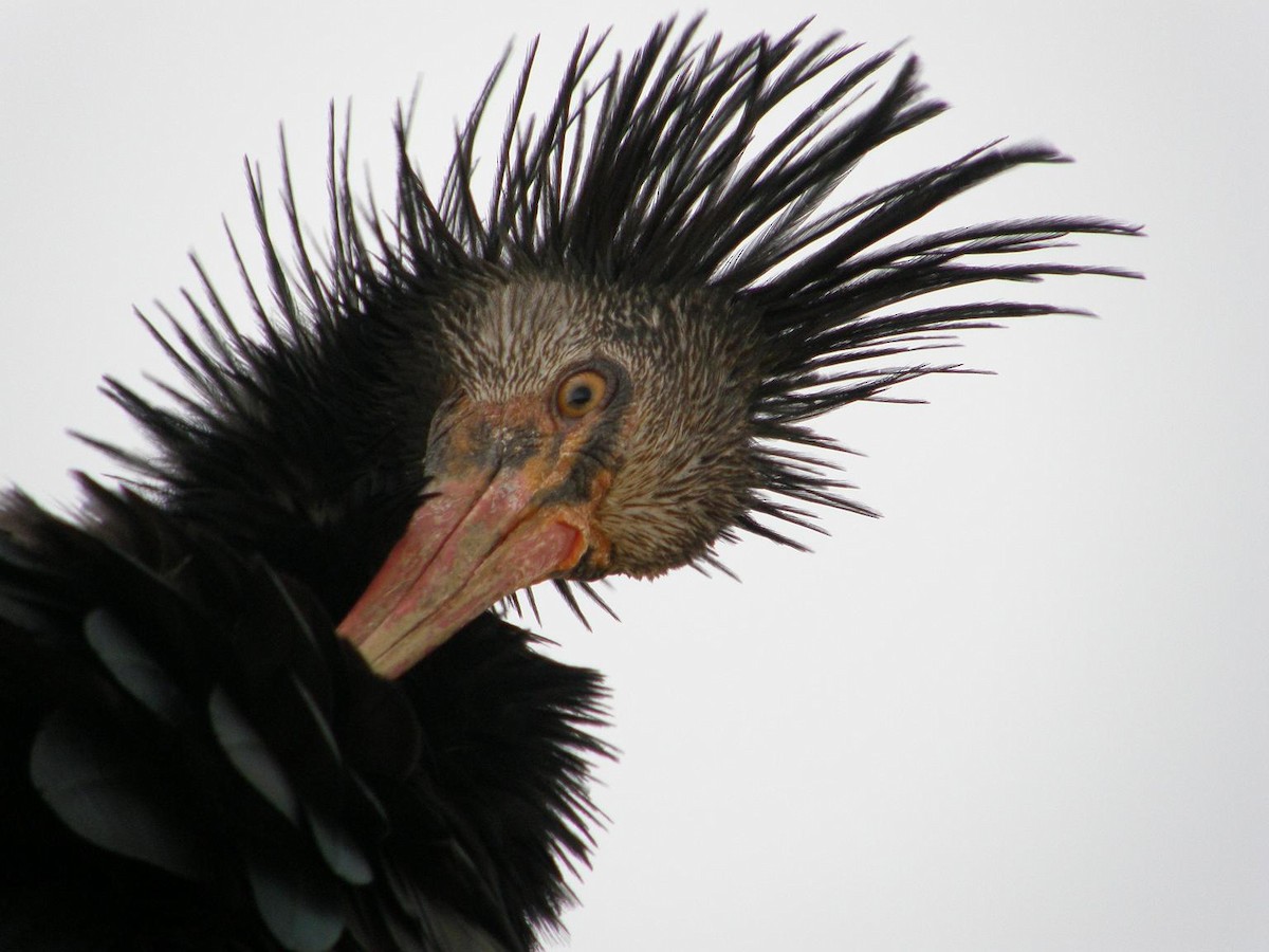 Northern Bald Ibis - ML156868381