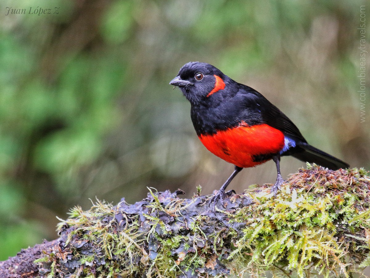 Scarlet-bellied Mountain Tanager - Juan Lopez (www.juanlopezbirdtours.com)