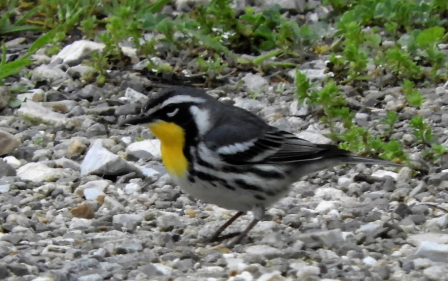 Yellow-throated Warbler - ML156870331