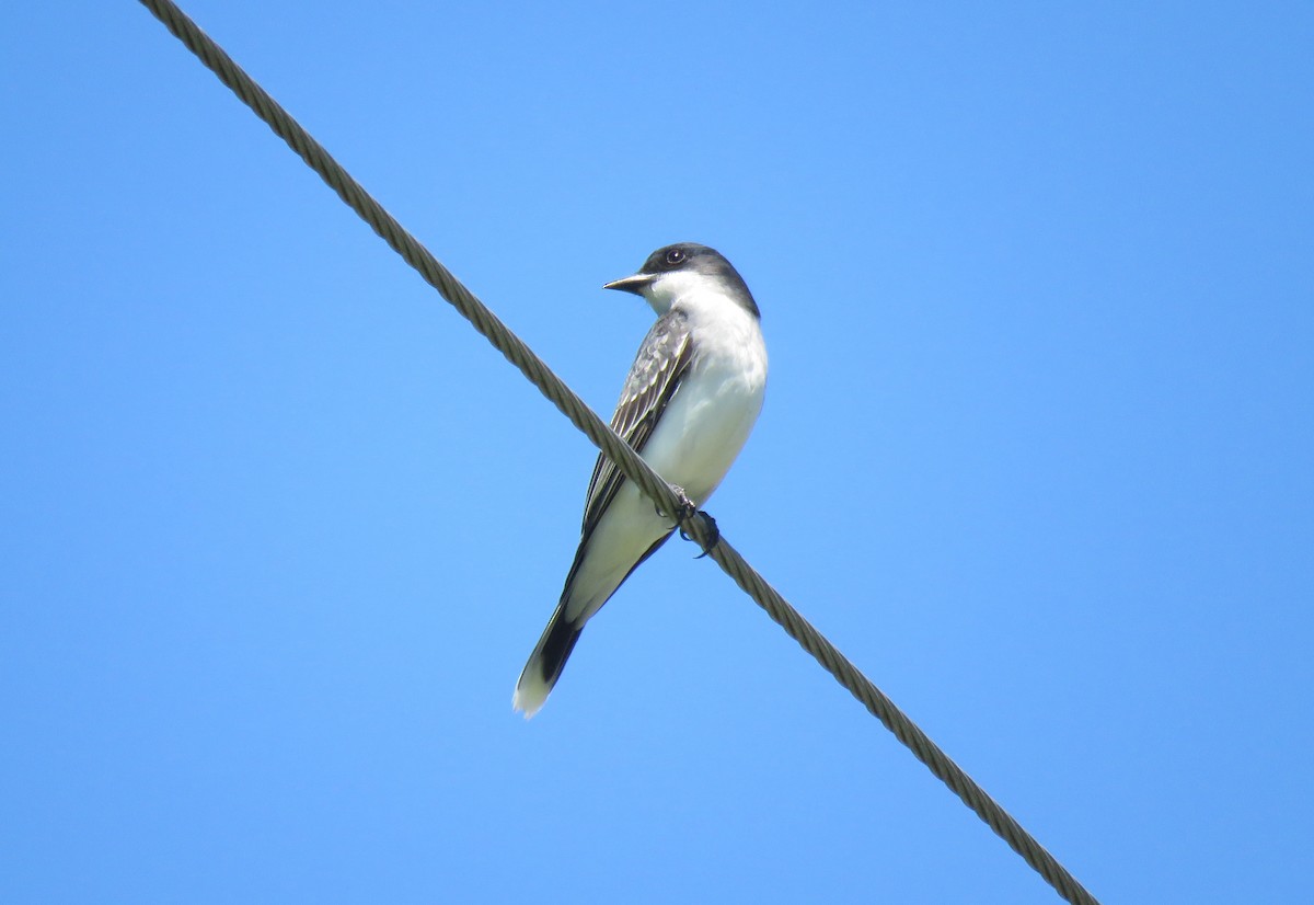 Eastern Kingbird - Keith Leonard