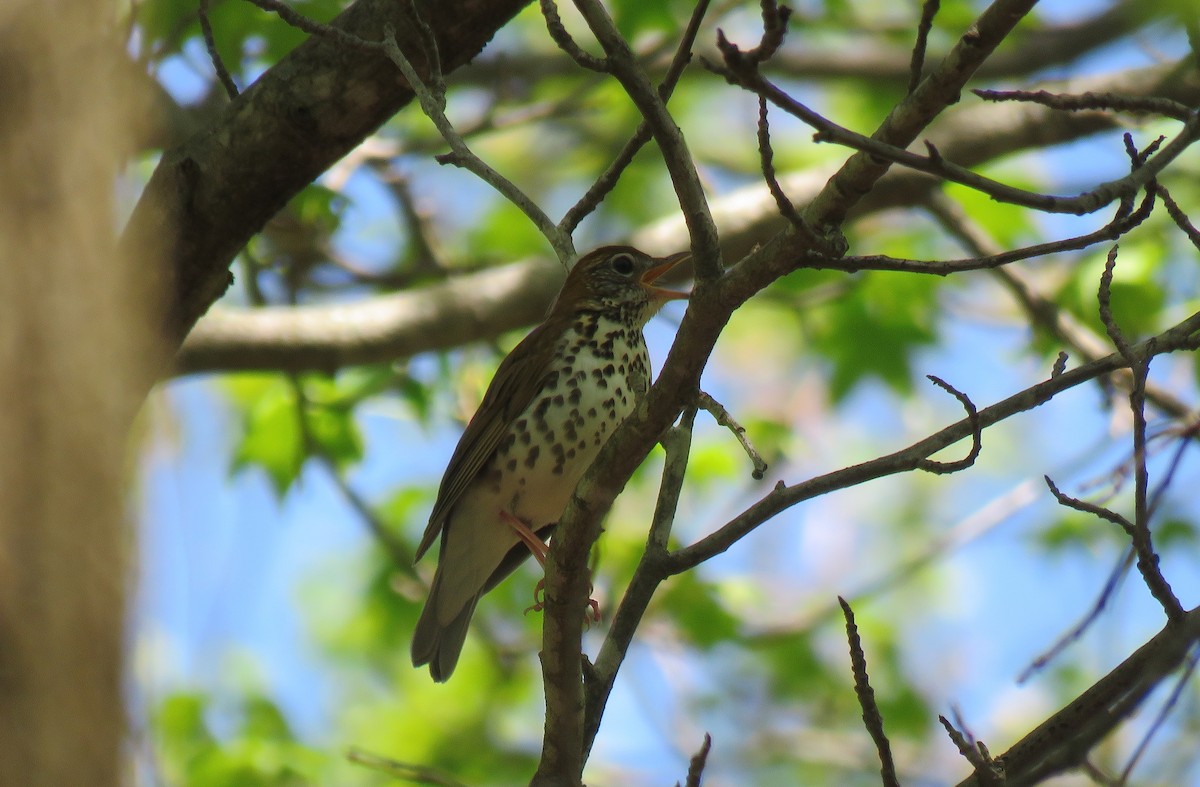 Wood Thrush - ML156870961