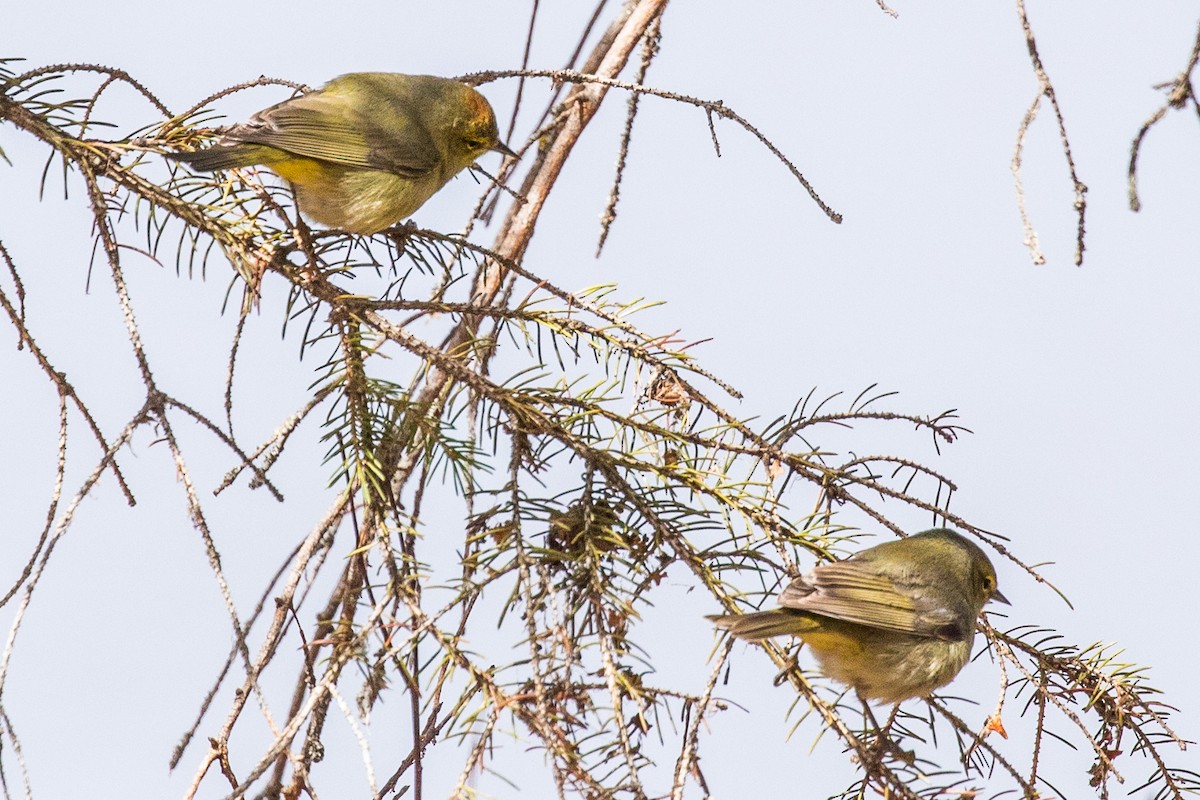 Orange-crowned Warbler - ML156871251