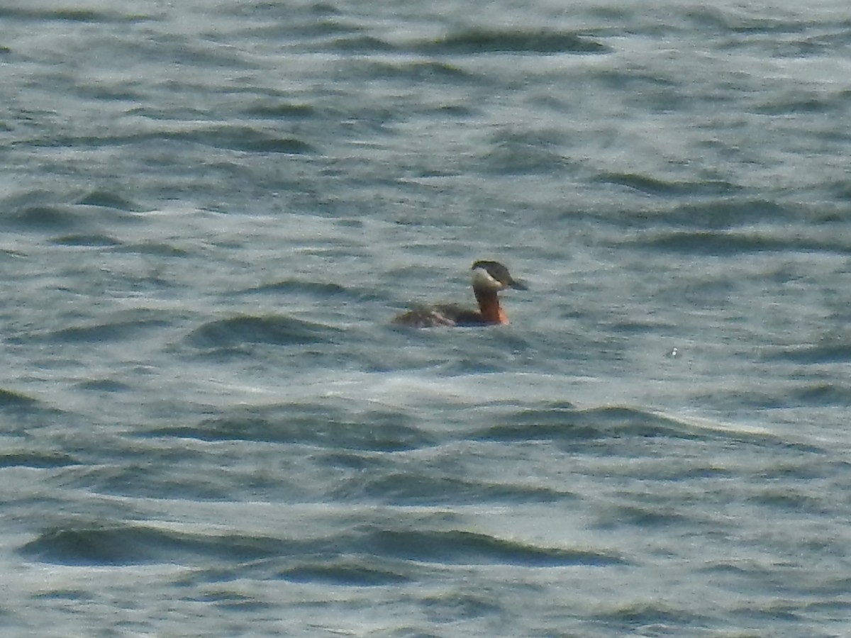 Murgil lepagorria - ML156871271