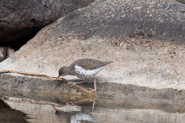 Spotted Sandpiper - ML156871331