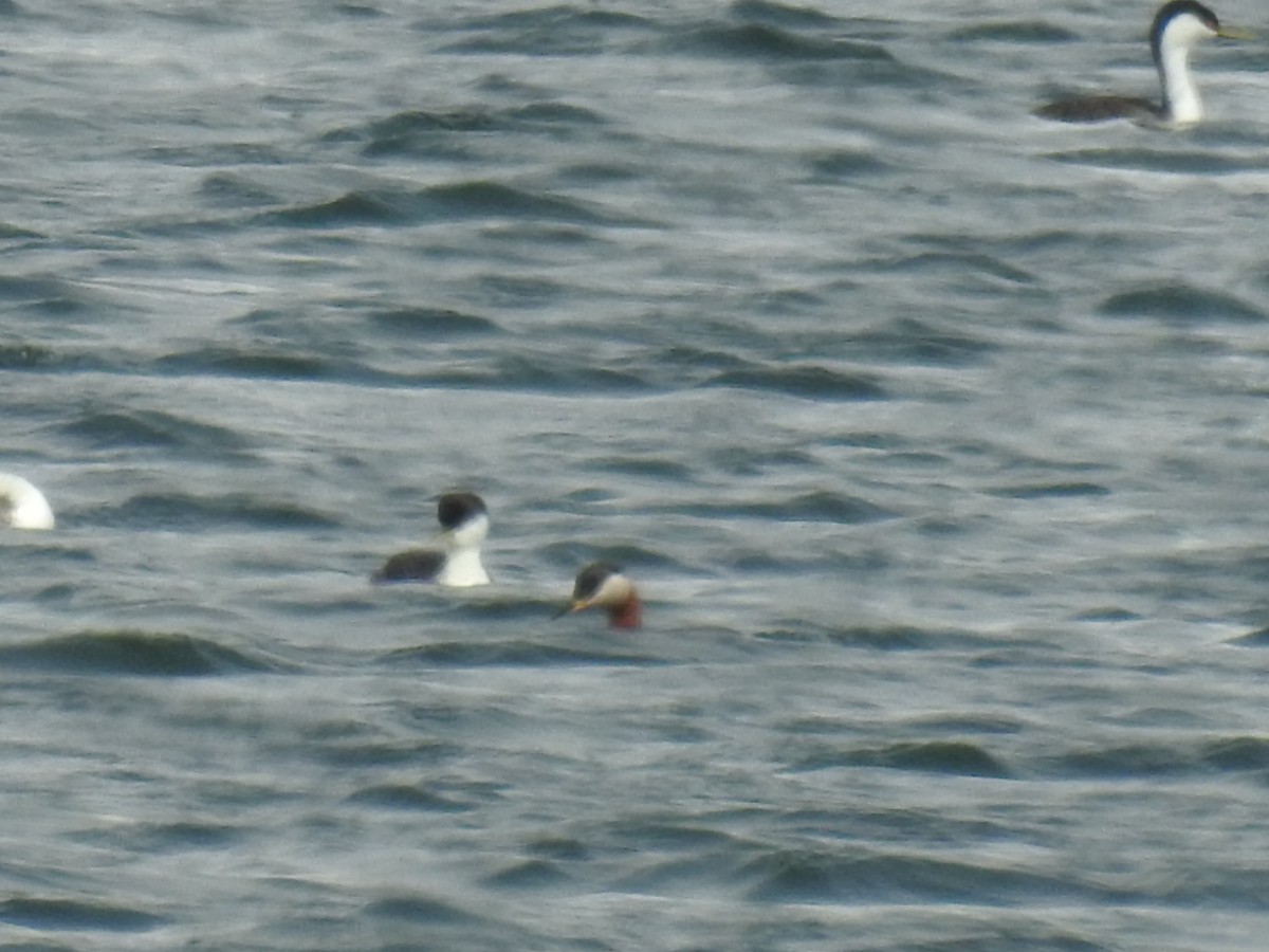 Murgil lepagorria - ML156871401