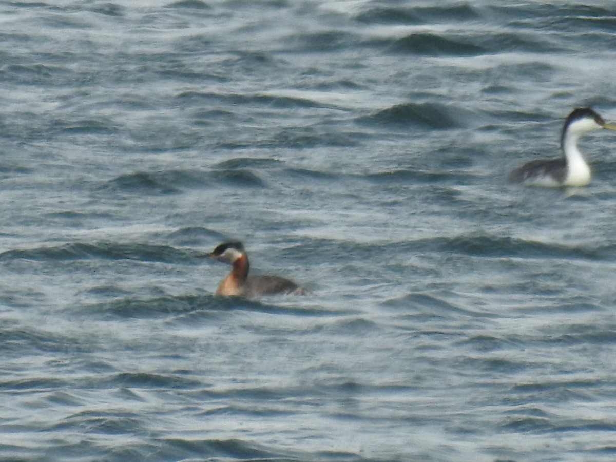 Murgil lepagorria - ML156871421