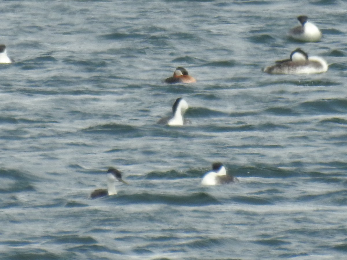 Murgil lepagorria - ML156871441