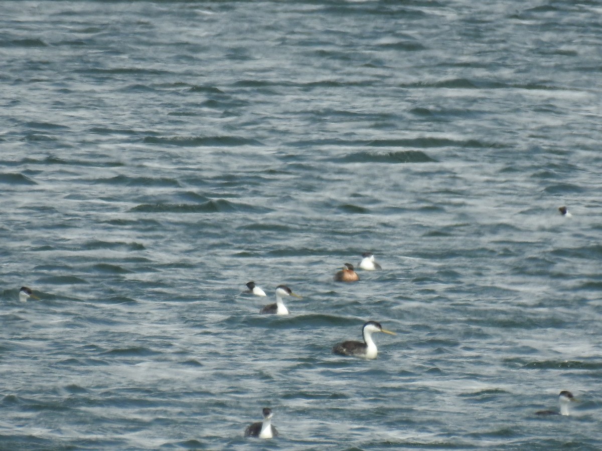 Murgil lepagorria - ML156871461