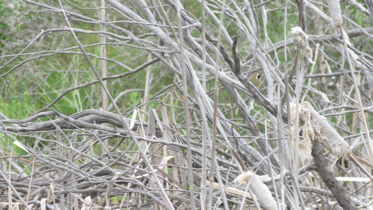 Common Yellowthroat - ML156874601