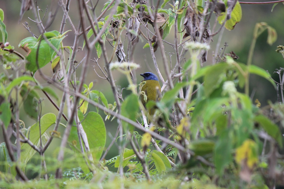 Blue-capped Tanager - ML156875101