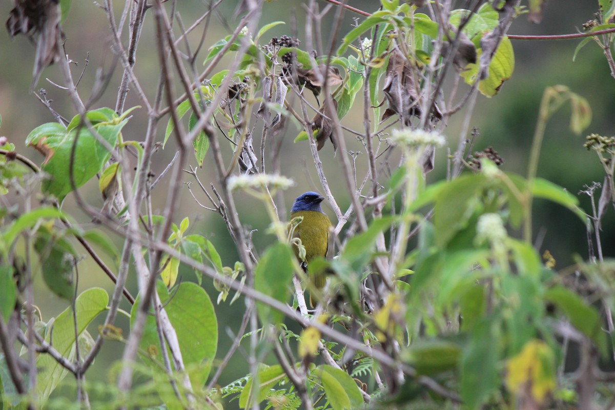 Blue-capped Tanager - ML156875111
